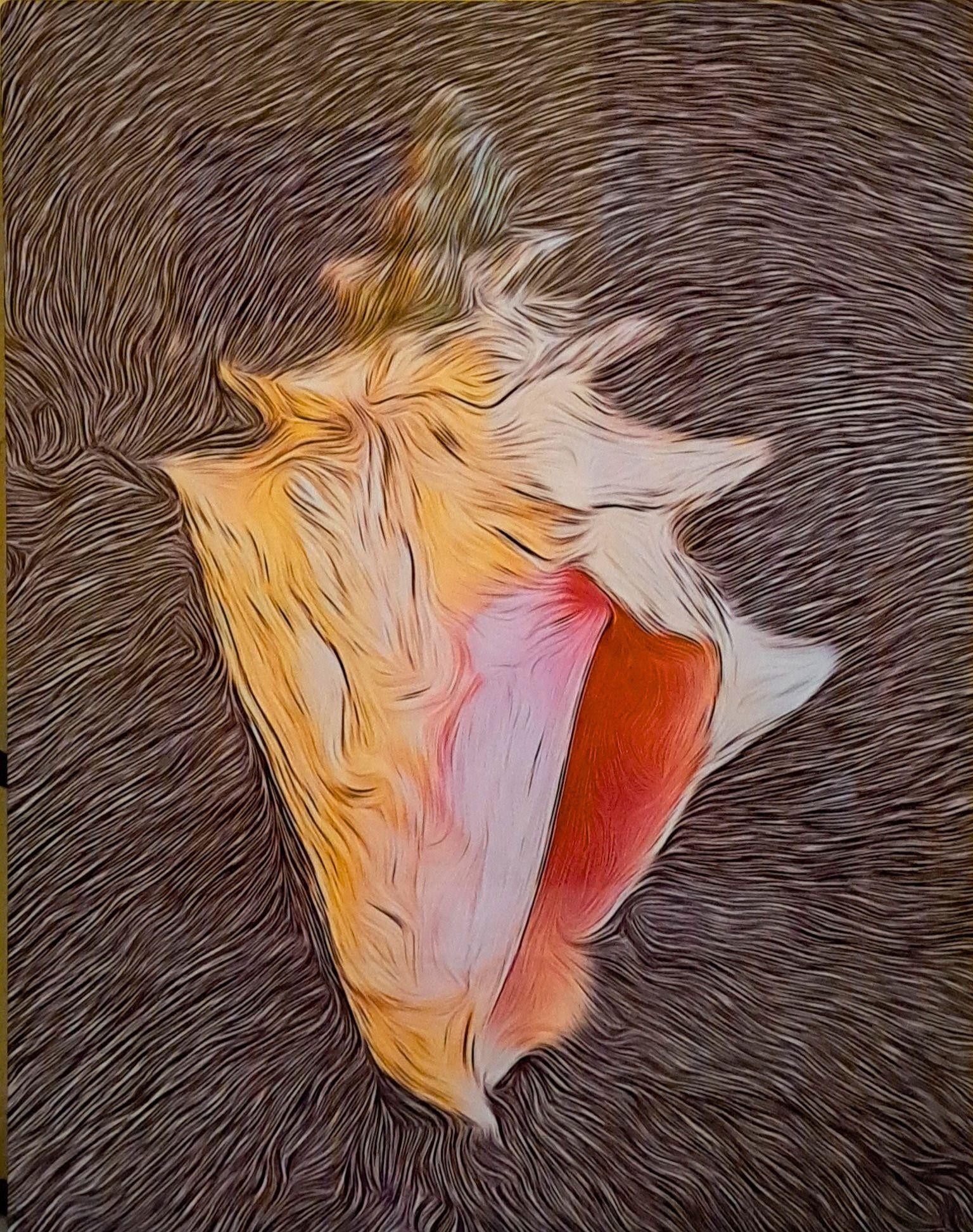 Emelyn Morris Sayre - Conch, 16x20