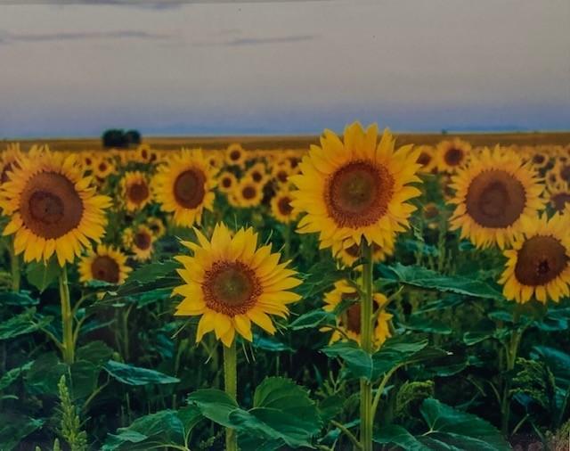 Emelyn Morris-Sayre - Sun Flowers