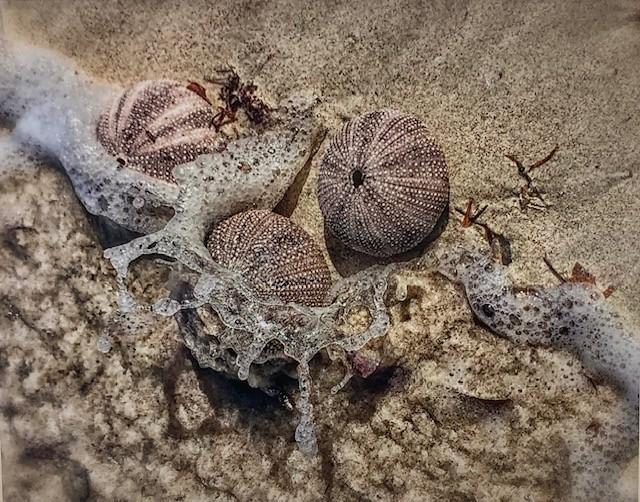 Emelyn Morris-Sayre - Sea Urchins