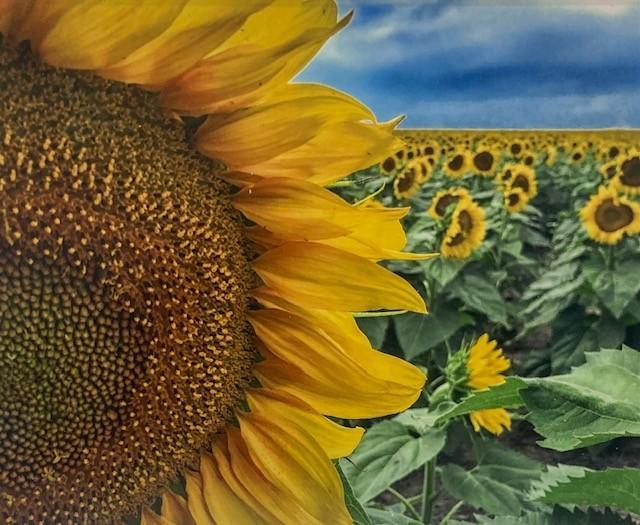 Emelyn Morris-Sayre - Sun Flowers 2