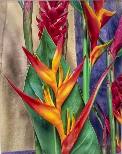 Emelyn Morris-Sayre - Heliconia Flower