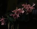 Emelyn Morris-Sayre - Orchid