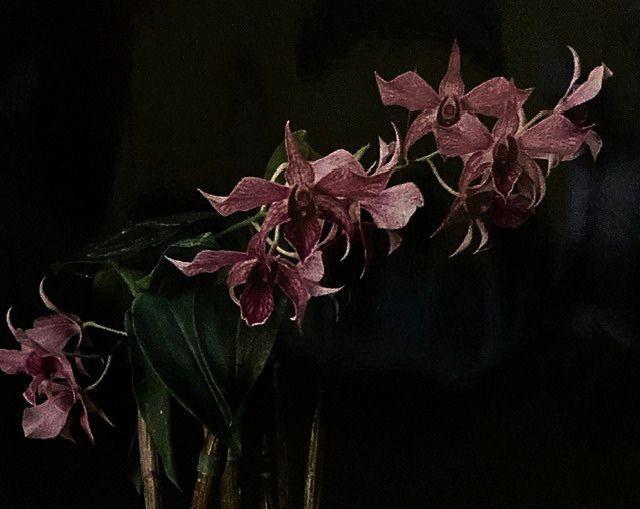 Emelyn Morris-Sayre - Orchid