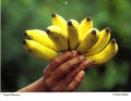 Diane Butler - Banana
