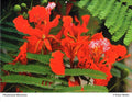 Diane Butler - Flamboyant