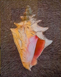 Emelyn Morris Sayre - Conch, 12x18