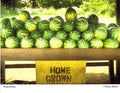 Diane Butler - Watermelon