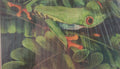 Jane Akin - Out on a Limb