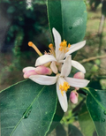 Emelyn Morris-Sayre - Orange Blossoms