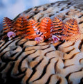 Bev Lewis - Christmas Tree Worms