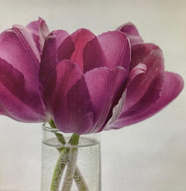 Emelyn Morris Sayre - Tulips