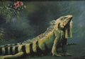 Joffre George - Iguana