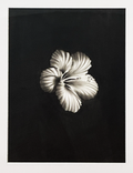 Antonio Cruz - Bloom