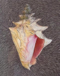 Emelyn Morris Sayre - Conch on Aluminum