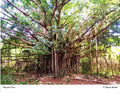 Diane Butler - Banyan Tree
