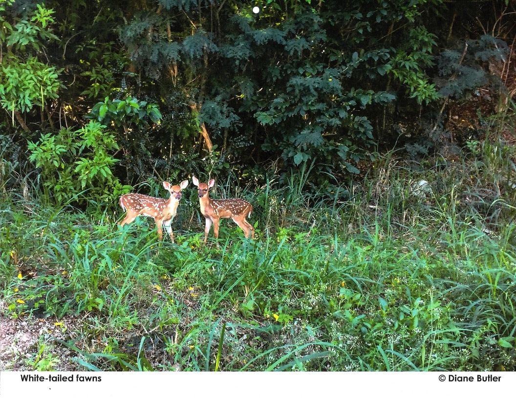 Diane Butler - Fawns
