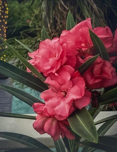 Emelyn Morris-Sayre - Tropical Rose